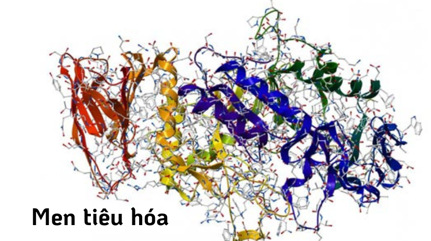 Sự khác biệt giữa enzyme tiêu hóa và men vi sinh trong chăn nuôi gia cầm