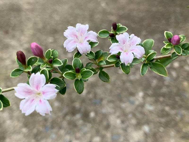 ý nghĩa của cây mận trắng tuyết