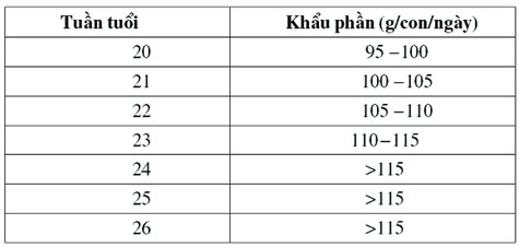 Để gà mái đẻ nhiều trứng hơn...