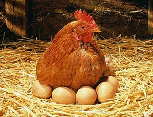 04 cách nuôi gà đẻ trứng mà không ai nói với bà con!