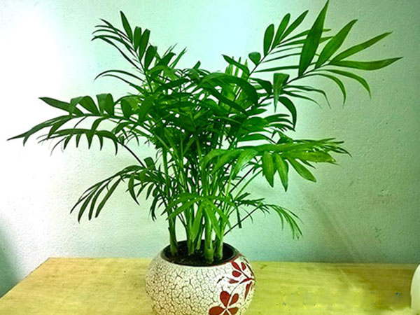 Cây cau tiểu trâm: Đặc điểm, công dụng, cách trồng và ý nghĩa - Tư vấn phong thuỷ
