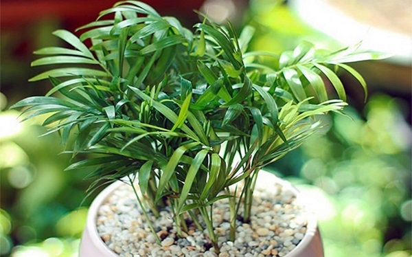 Cây Cọ: Biểu tượng, Công dụng, Phương pháp trồng và Ý nghĩa - Tư vấn Phong thủy