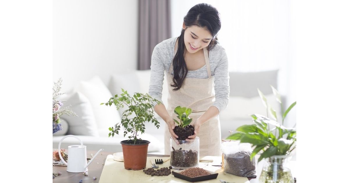 Cách trồng và chăm sóc cây cau cảnh