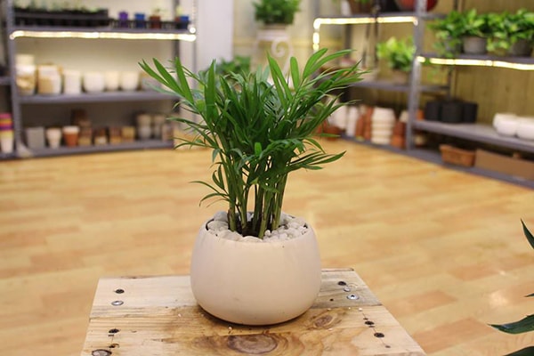 Cây Cọ: Biểu tượng, Công dụng, Phương pháp trồng và Ý nghĩa - Tư vấn Phong thủy