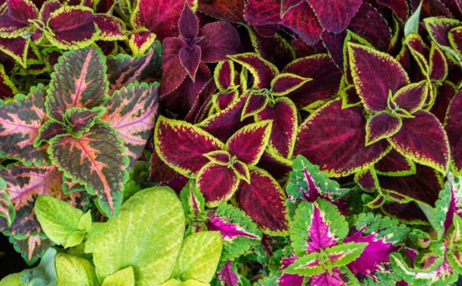 Cây Lá Gấm & Những Điều Thú Vị Bạn Không Thể Bỏ Qua