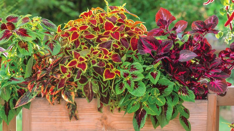 Cách trồng và chăm sóc lá gấm tại nhà chi tiết