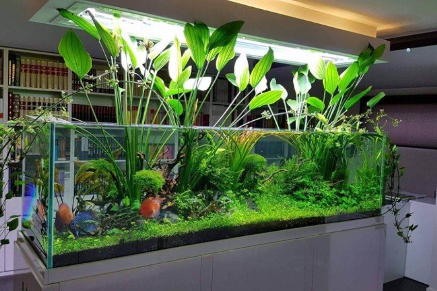 Cây Lan Nước: Tác Dụng - Cách Trồng Và Chăm Sóc Chuẩn – bTaskee