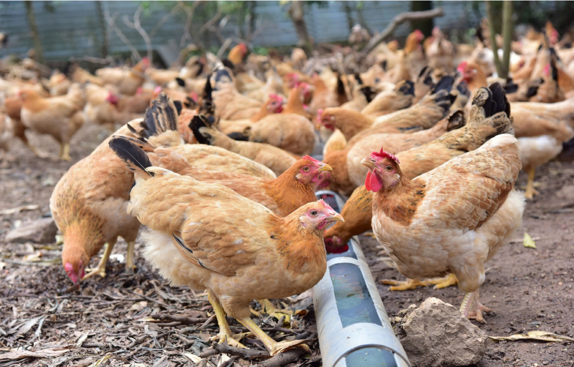 Bệnh E.coli ghép CRD: Hiểm hoạ kép trong chăn nuôi gia cầm - Chăn nuôi Việt Nam