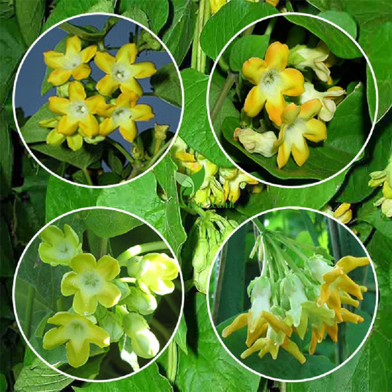 Mô tả hoa bìm bìm: Tác dụng tuyệt vời đối với sức khỏe, nấu ăn và chăm sóc sức khỏe