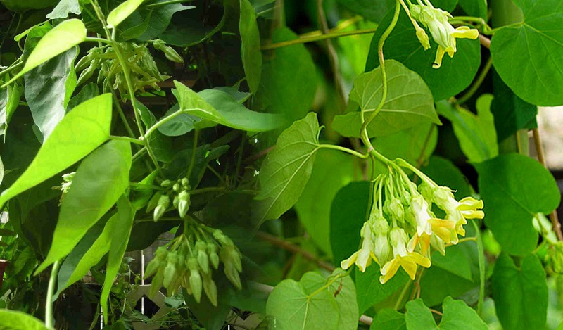 Mô tả hoa bìm bìm: Tác dụng tuyệt vời đối với sức khỏe, nấu ăn và chăm sóc sức khỏe