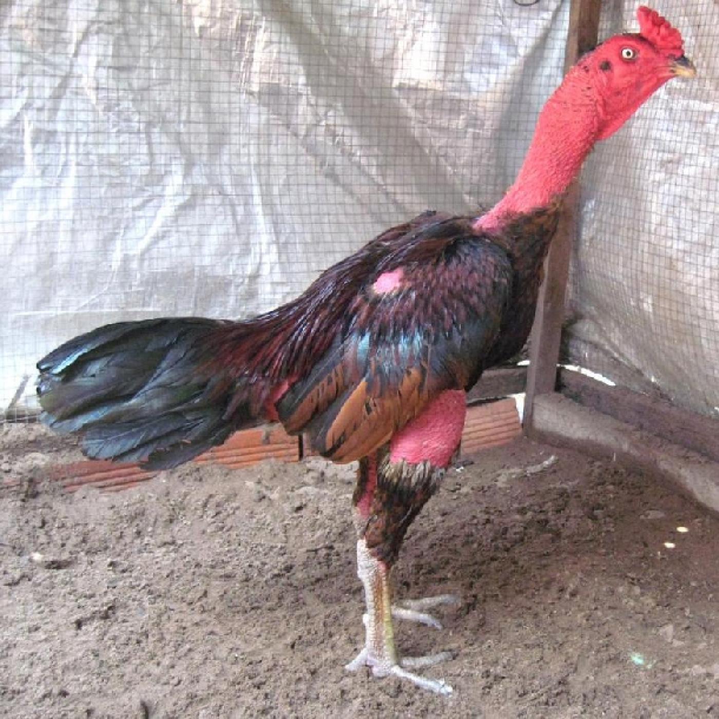 Gà nòi - Trại Giống Thu Hà