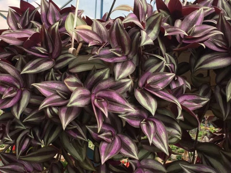 Cây Thài Lài Tía: Ý Nghĩa Phong Thủy và Tác Dụng Sức Khỏe