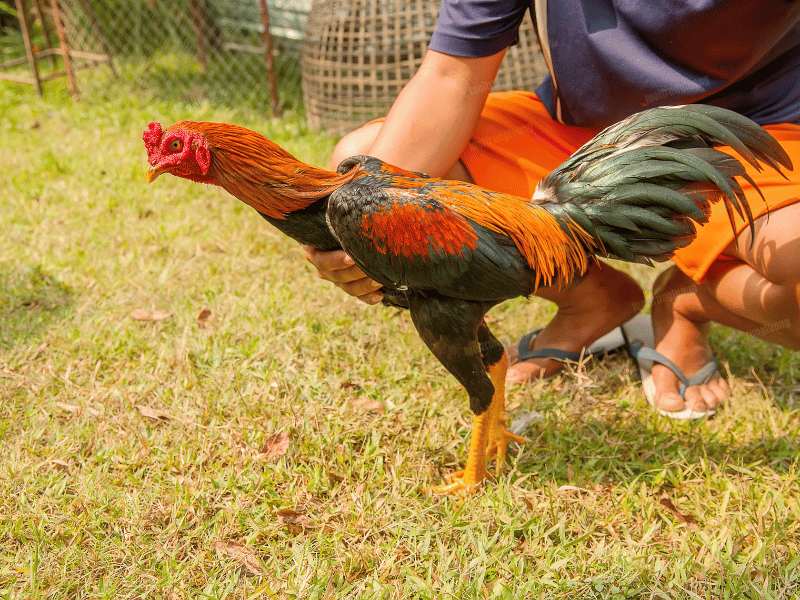 Bế gà đá đúng cách giúp tăng cường sự gắn kết giữa sư kê và chiến kê