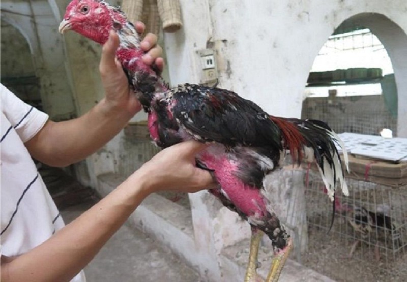 Kỹ thuật bế gà chuẩn giúp bảo vệ hệ xương và lông vũ của chiến kê