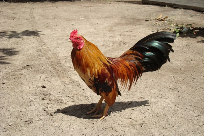 Massage giúp gà đá giảm hóc