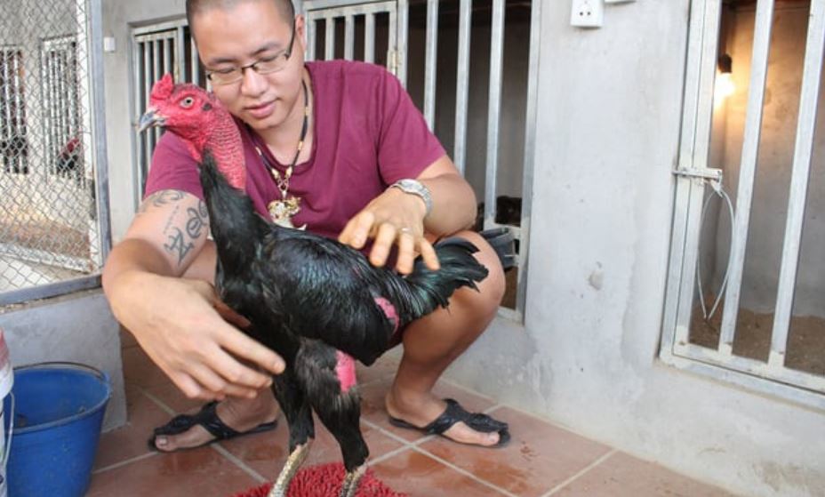 Thức ăn dễ tiêu cho gà đá