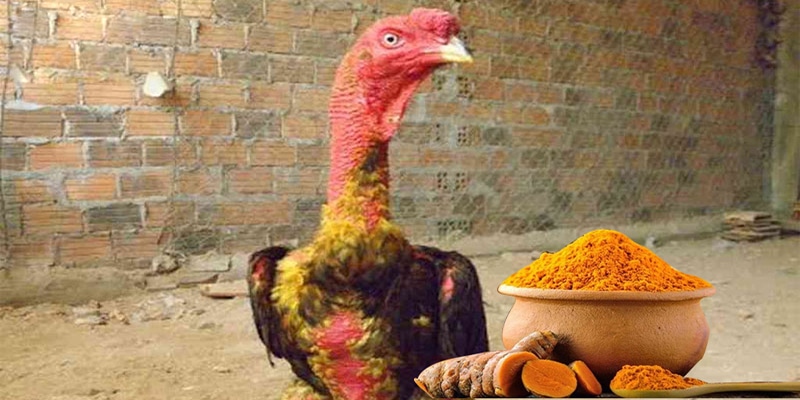 Trường hợp không nên vào nghệ cho gà đòn