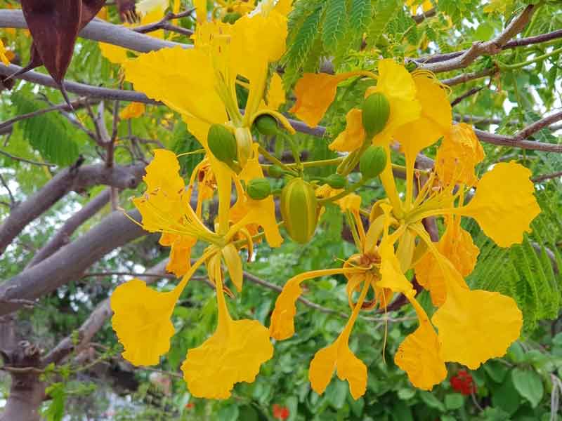 Hoa phượng có bao nhiêu loại?