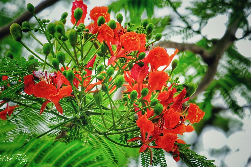 Đặc điểm của hoa phượng đỏ