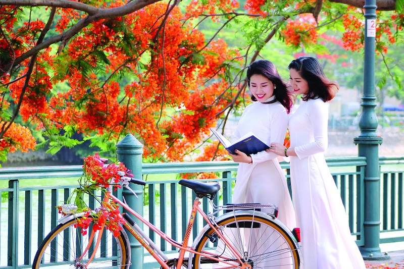 Ý nghĩa của hoa phượng đỏ