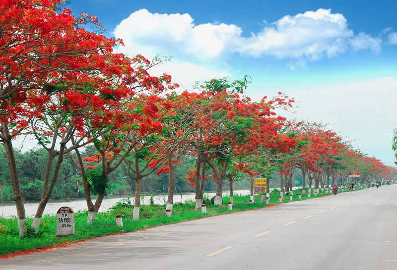 Hoa phượng đỏ biểu tượng của Thành phố Hải Phòng