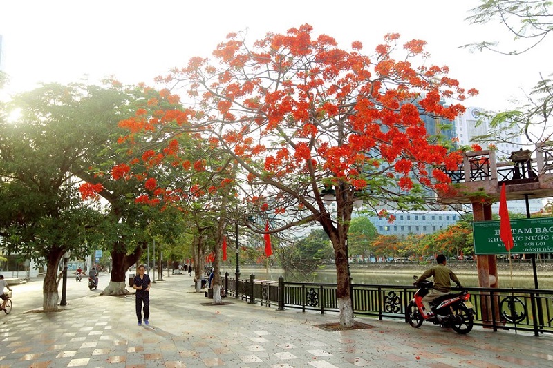 Hoa phượng hợp với mệnh nào?